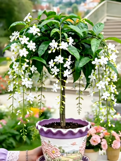 🌸【7 napos csírázás】Akár 50% kedvezmény az utolsó napra💐Ritka könnyező jázminvirágok hagymái