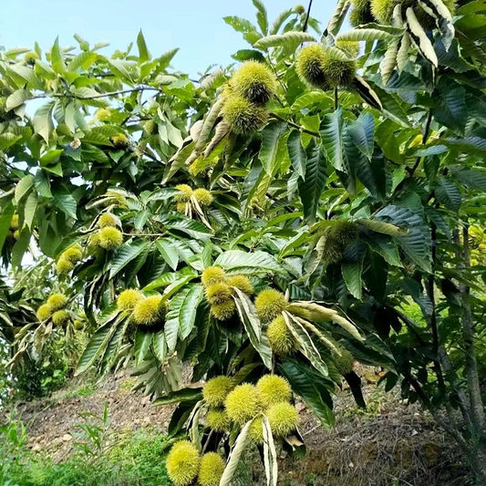 Törpe vadgesztenye magok – édes és aromás diófélék