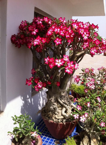 🔥Neveld a Sivatagi Királynőt – most akciós áron!🎁 😍Imád virágozni, hosszú virágzási időszak 🌵 Sivatagi rózsa