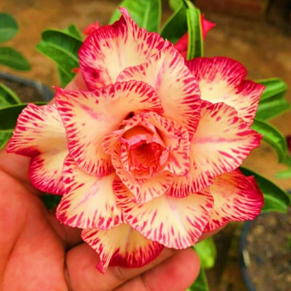 🎁Sivatagi rózsák hagymái🌵Nagyon könnyű gondozni! 🌸Adenium Obesum hagymák