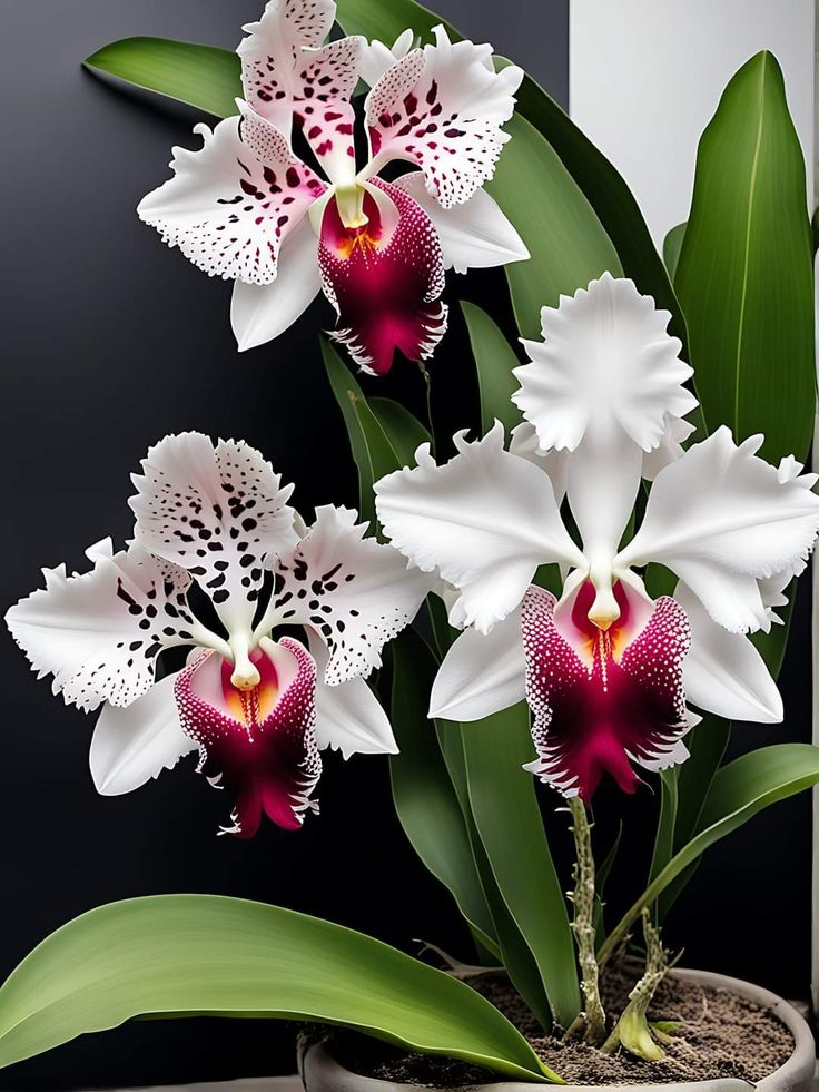 Pillangó írisz magok