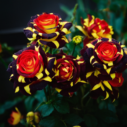 Ritka rózsa 'Firebird' - Szerelemvirág