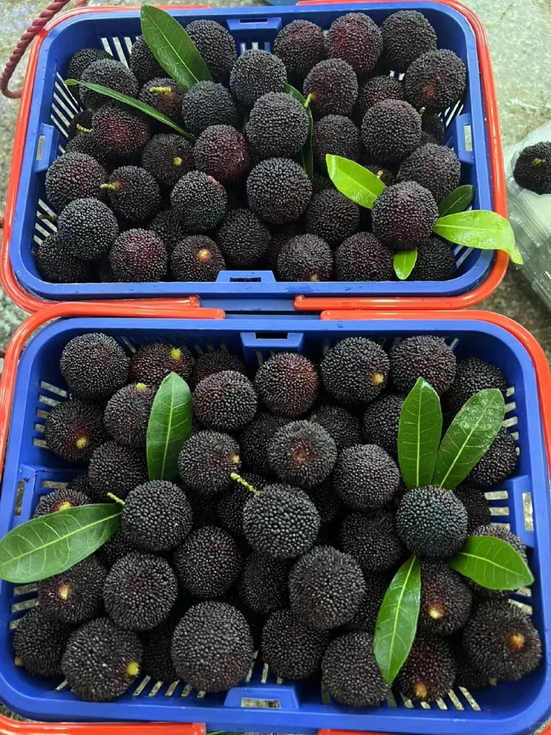 Óriás babérbogyó：Pingponglabda méretű, ⭐Eper és cseresznye ízkombinációja