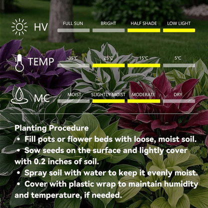 🌿 Ritka Hosta hagymák🎁 Különleges ajánlat 2025