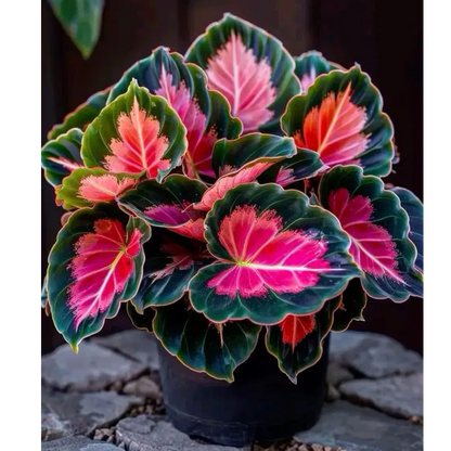 🌿 Színes hosta magok – az árnyék királya a kertben! 🌿