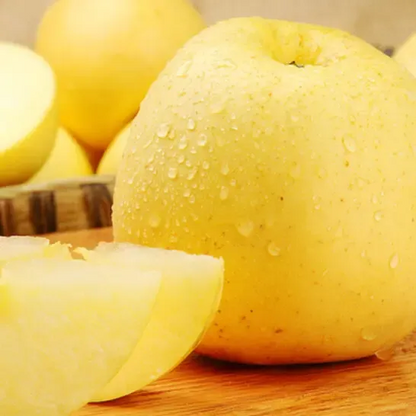 Aranyalma magvak, 90%-os túlélési arány