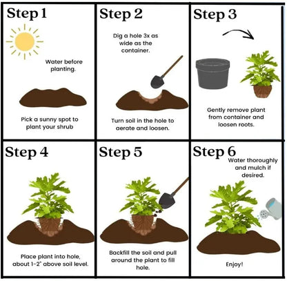 🌱Évelő cseresznye🌱Könnyen ültethető és bármilyen helyre tökéletes! | AZ AKCIÓ UTOLSÓ NAPJÁN - 25% KEDVEZMÉNY🔥