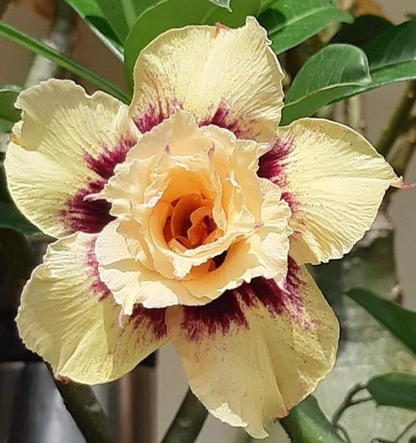 🔥Neveld a Sivatagi Királynőt – most akciós áron!🎁 😍Imád virágozni, hosszú virágzási időszak 🌵 Sivatagi rózsa