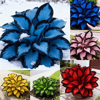 🌌💜 Limitált kiadású Purple Heart hosta – mély, fejedelmi lombozat, csak nálunk!✨🌿