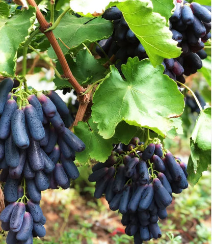 🔥 UTOLSÓ NAPOS AKCIÓ 30% KEDVEZMÉNY 💜 Édes zafír szőlő (ritka ujjas szőlő) 🍇