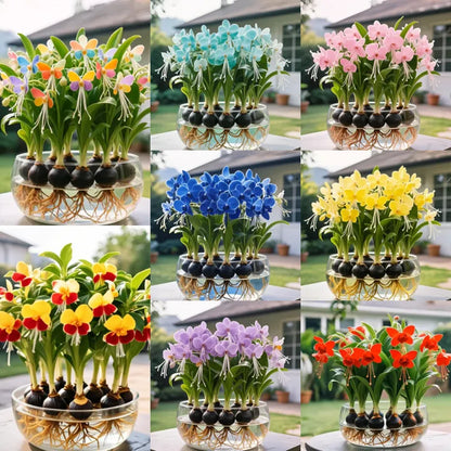 Phalaenopsis lámpás virághagymák