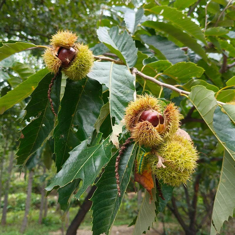 Törpe vadgesztenye magok – édes és aromás diófélék
