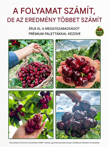 【Frissen szüretelt】törpecseresznye csemeték