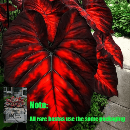 🌿 Ritka Hosta hagymák🎁 Különleges ajánlat 2025