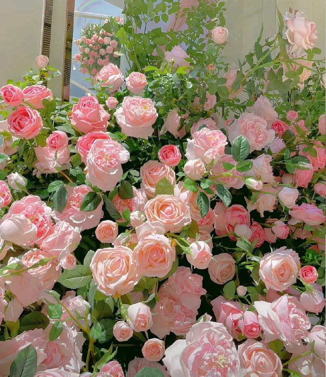 🌺 Hegymászó rózsamag