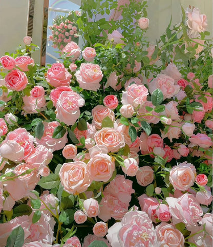 🌈 Kiváló minőségű futórózsák 🌹 Gyorsan növő, könnyen gondozható és nagyon illatos ✨ Tökéletes bármilyen kertbe
