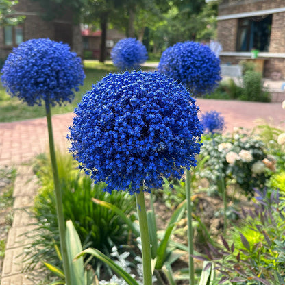 Allium Giganteum díszhagymavirág