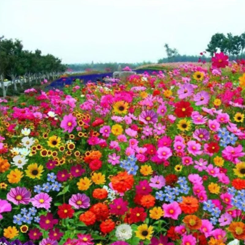 🔥Az akció utolsó napja💐Vegyes évelő virágmagok - több mint 60 vegyes fajta