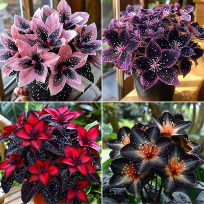 🌟Éjkék hosta – csodálatos kiegészítője otthonodnak! 🌟