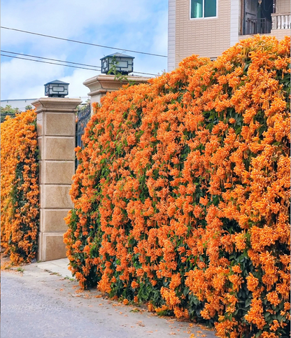 Tűzijáték virágmagok