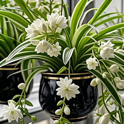 Grand Bloom póknövény magvak/hagymák 💐 A természet függő remekműve a színek és a kecsesség terén