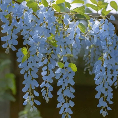 🌸Akácmagok – A kert zuhatagszerű szépsége egész évben💗