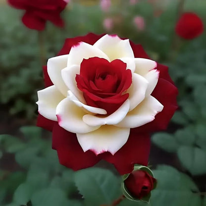 🌹 200/1000 db. Ritka ikerrózsa magok vörös és fehér színben - Élénk kerti virágok