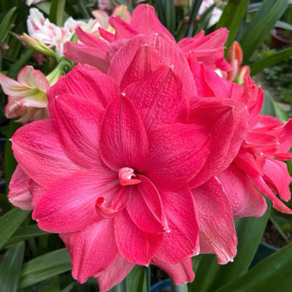 Dupla virágú amarillisz hagymák🌼