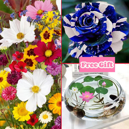 🔥Az akció utolsó napja💐Vegyes évelő virágmagok - több mint 60 vegyes fajta