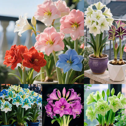 Illatos amarillisz hagymái dupla szirmokkal