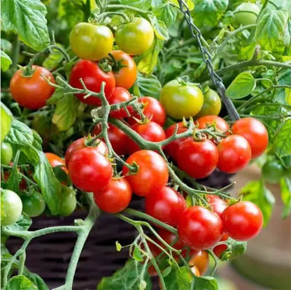 🍅🍅Nasiona pomidorów karłowych w doniczkach