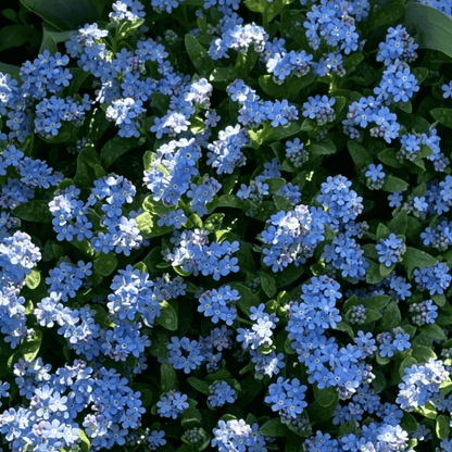 Blue Memory Nefelejcs magok – Minőségileg ellenőrzött Cottage Garden Blooms 🌿💙