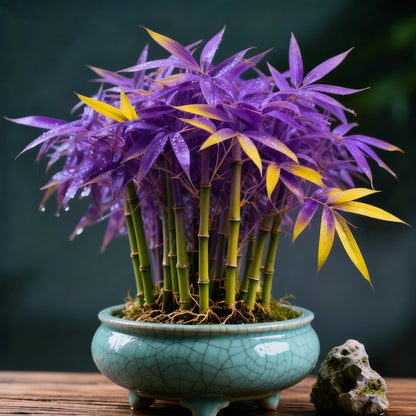 🌿 DreamBamboo - többszínű szerencsés bambuszciprus