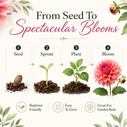 Kerti látványosságok dáliamagok – Nagy, színes virágok, amelyek elrabolják a figyelmet