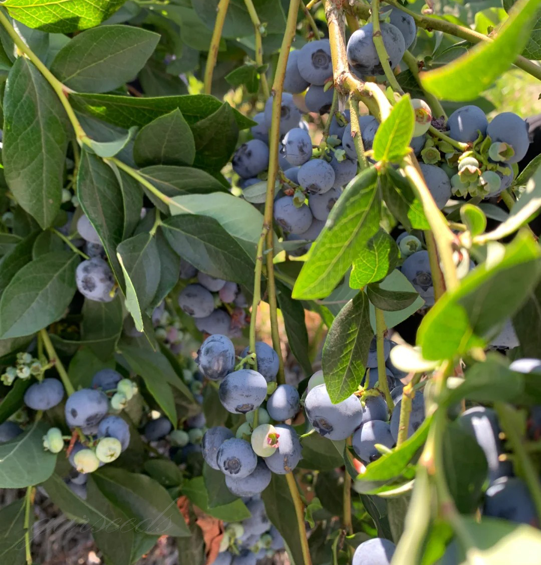 Áfonya gyümölcs magvak (MAGAS TERMÉSŰ)