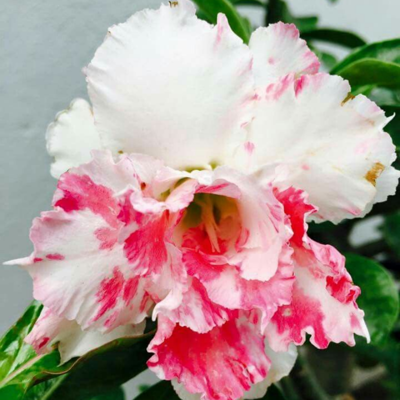 🔥Neveld a Sivatagi Királynőt – most akciós áron!🎁 😍Imád virágozni, hosszú virágzási időszak 🌵 Sivatagi rózsa