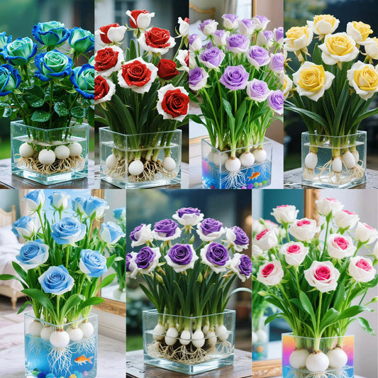 🌈Hidropónikus, ritka, kétszínű rózsahagymák: a természet színes csodája 🌹