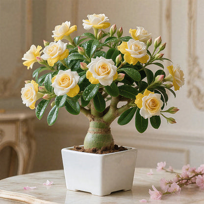 🌵🌺Sivatagi rózsák hagymái