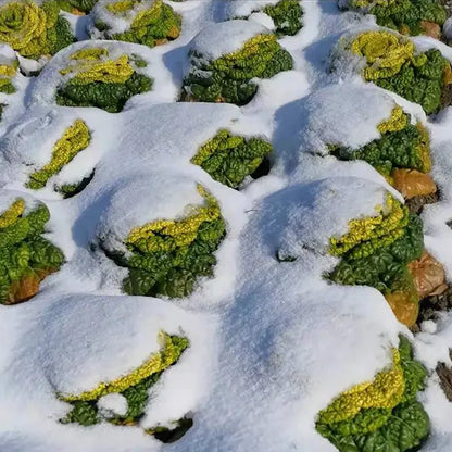 Brassica Narinosa magvak (WuTat Choy)