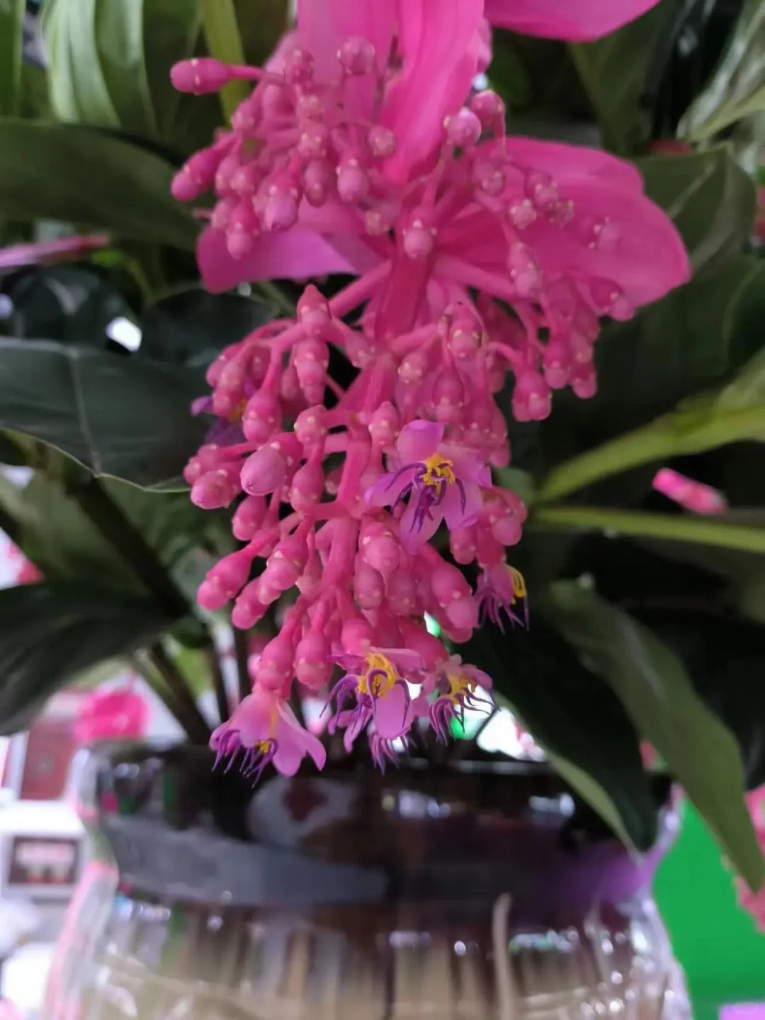 Rózsaszőlő magvak - Növeszd a virágok királynőjét a kertedben