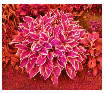 Ritka tarka levelű árnyékliliom magok