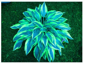 Ritka tarka levelű árnyékliliom magok