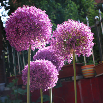 Allium Giganteum díszhagymavirág