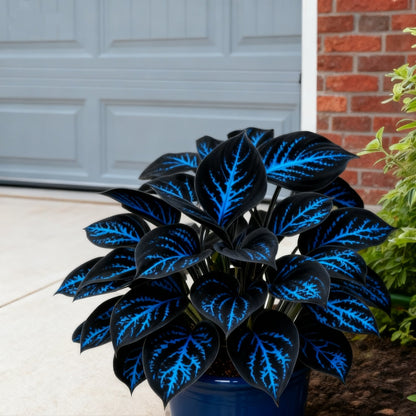 🌈🔥 Limitált kiadású Szivárványos Láng Hosták - Ritka Többszínű Lombozat, Kizárólag Üzletünkben 🌸