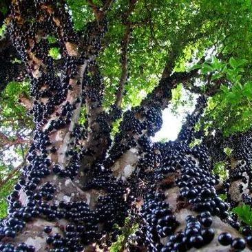 Jabuticaba szőlőmagok