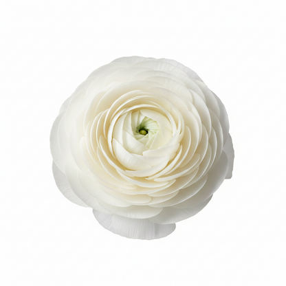 Boglárka hagymás virágai – finom, elegáns, felejthetetlen 🌸