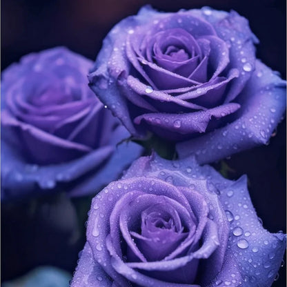 💙KÉK VARÁZSLÓ RÓZSA MAGOK✨