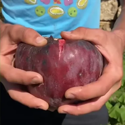 🍑Szuperóriás fügemagok – Őszibarackos édesség minden falatban! 🌟