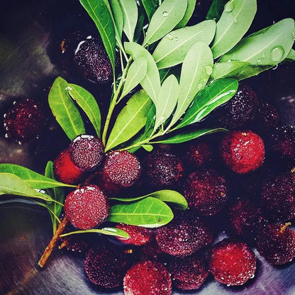 Óriás babérbogyó：Pingponglabda méretű, ⭐Eper és cseresznye ízkombinációja