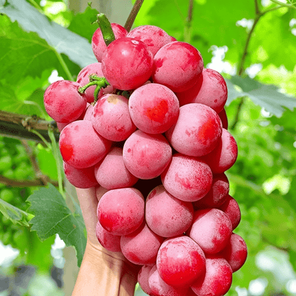 Limitált kiadású új fajta – Queen Nina szőlőmagok édes, lédús kerti termésért 🍇